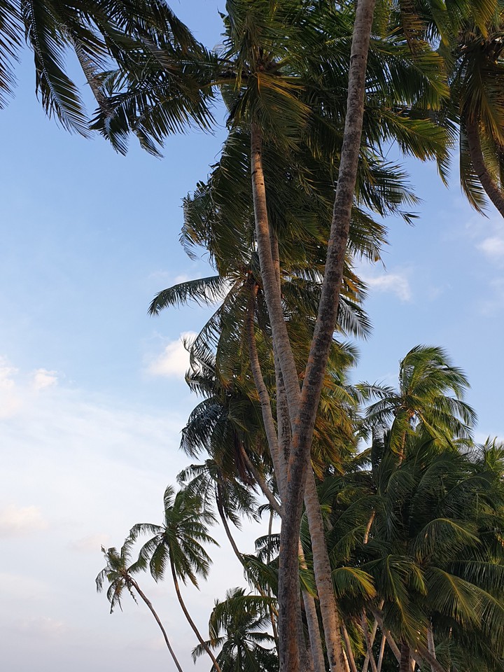 palm tree