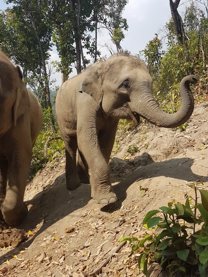 Bébé éléphant