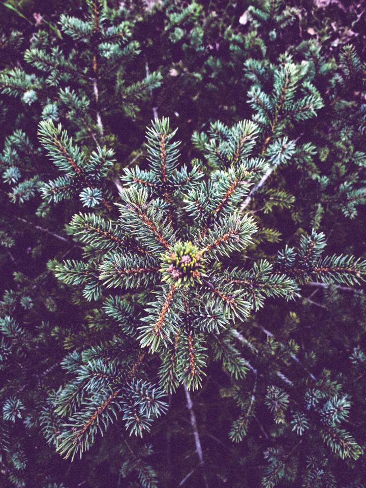 tree