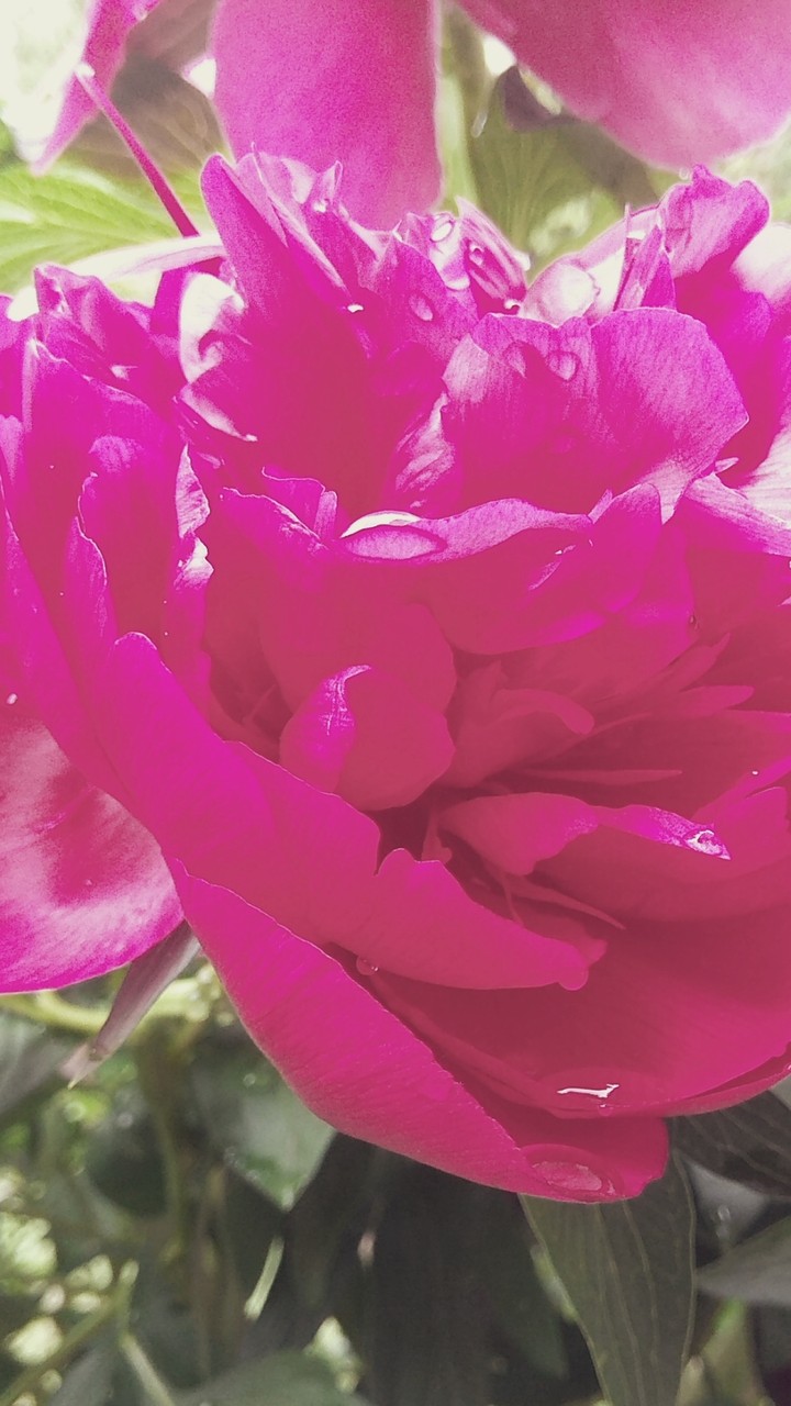 Pink beauty