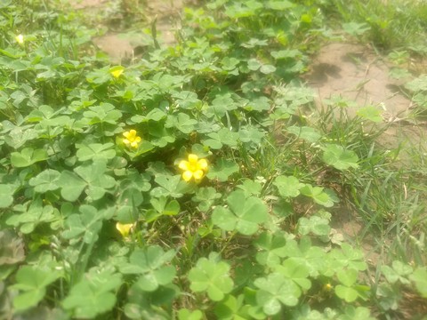 In the weeds