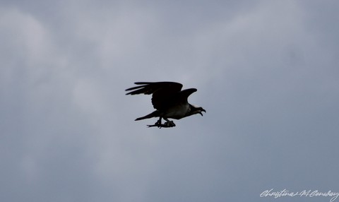 Osprey
