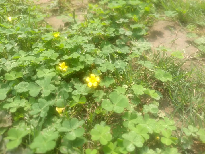 In the weeds