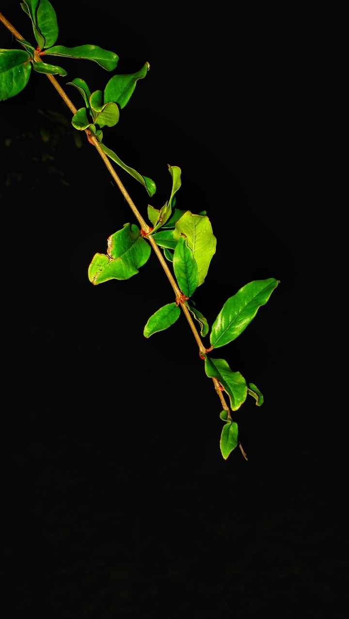 world is dark without nature