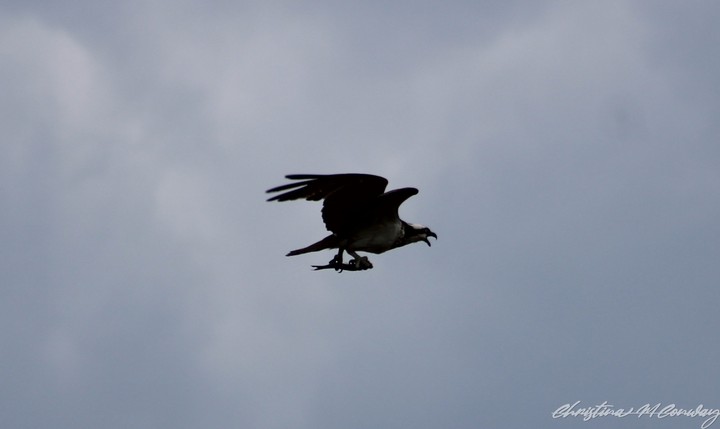 Osprey