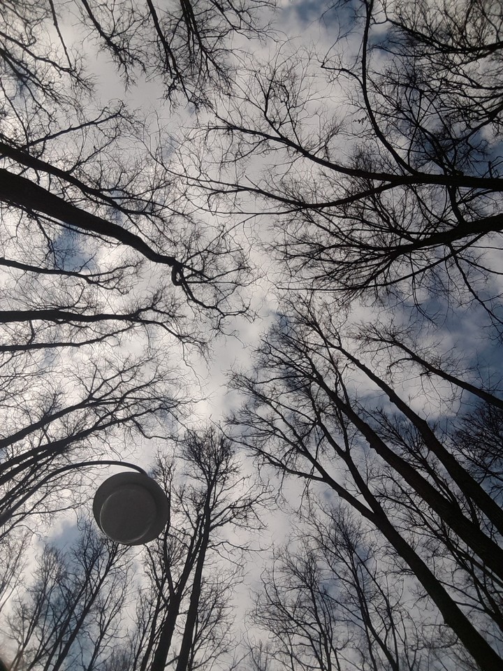 trees&sky