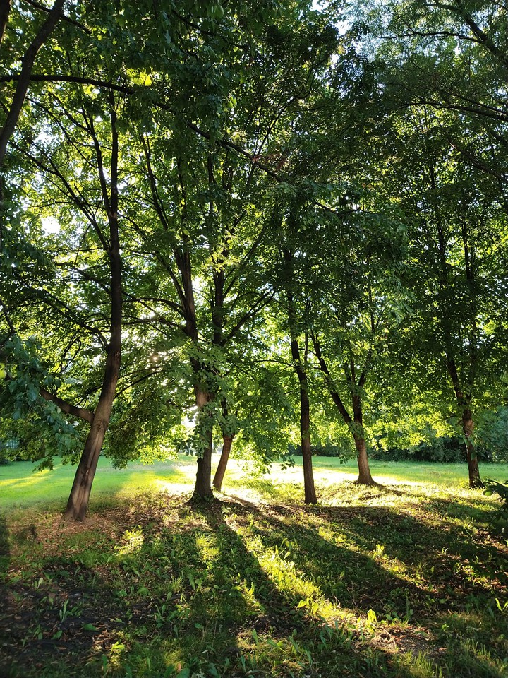 trees