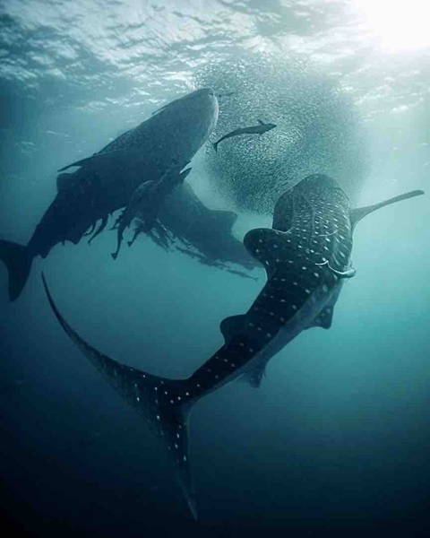 Ocean