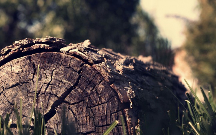 Wood