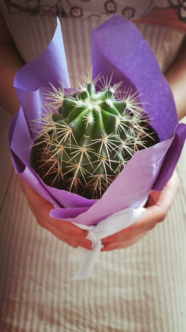 Cactus 2