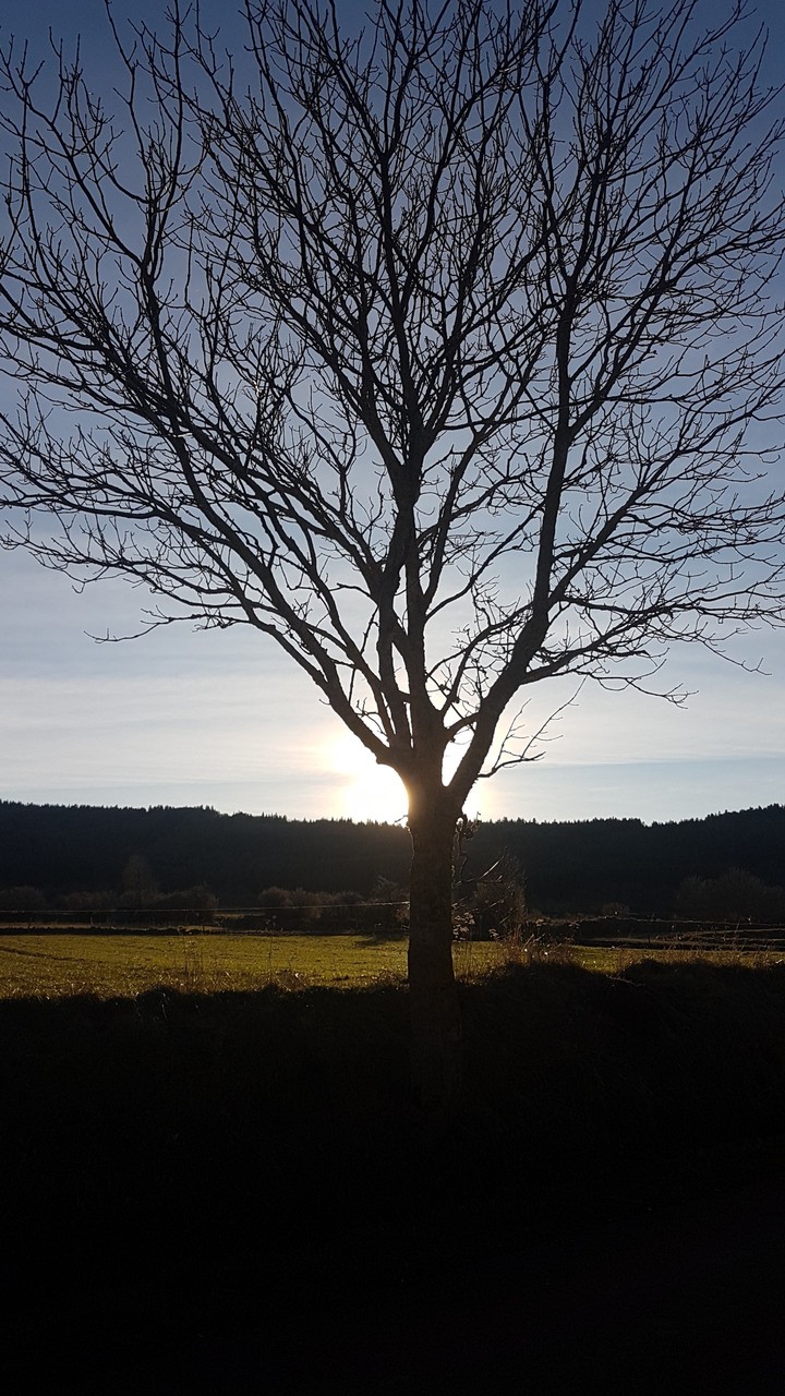 le soleil à travers l'arbre 2.