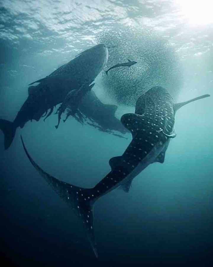 Ocean