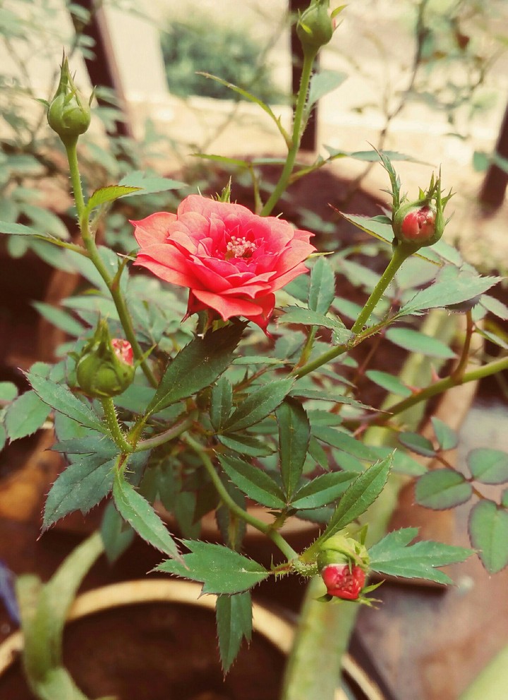 Flowers...
