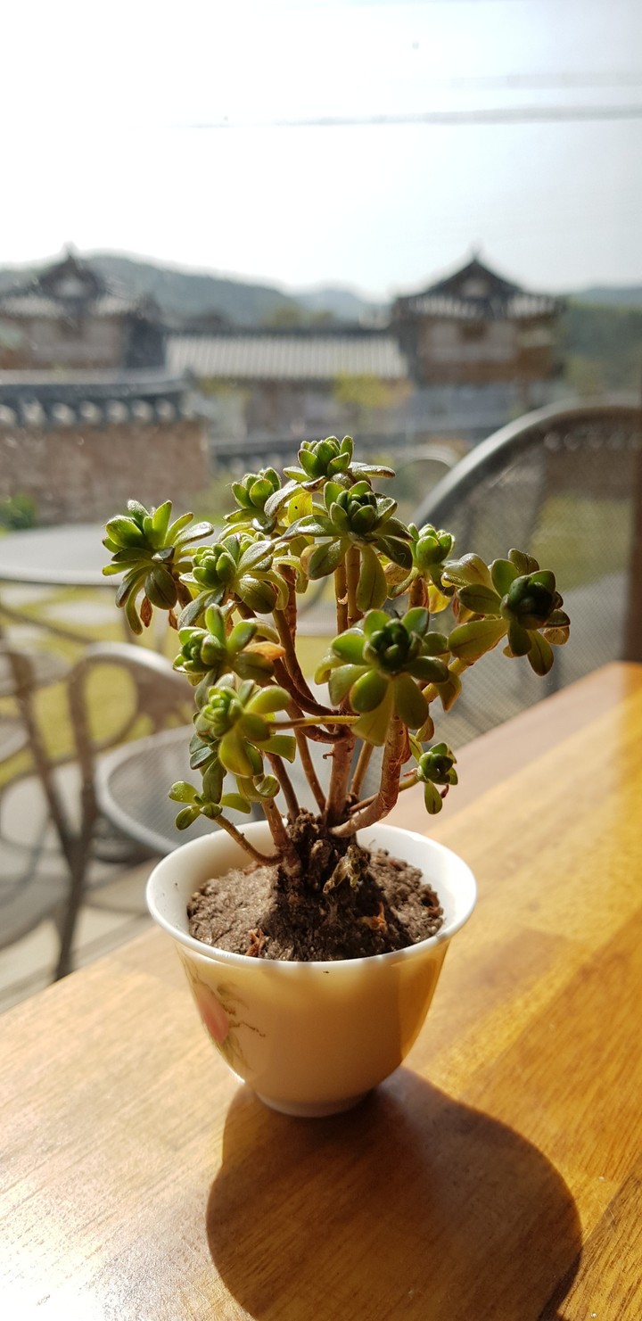 차.  한잔