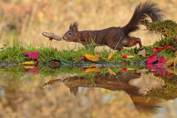 #squirrel