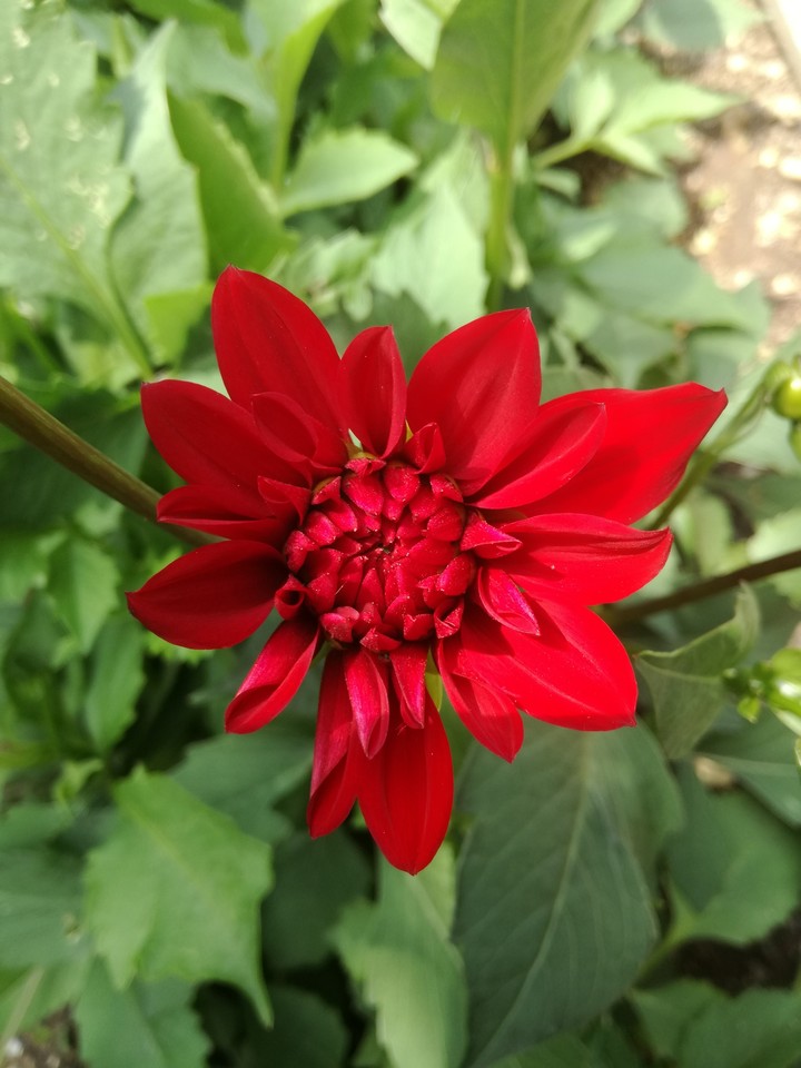 Redfire Blüte
