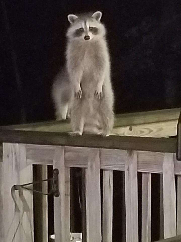 Nightime Visitors