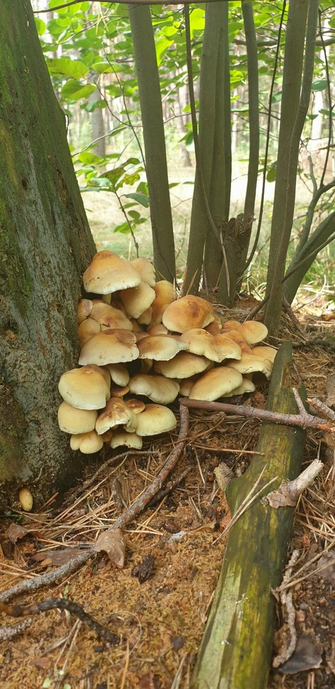 тапети inonotus, botany