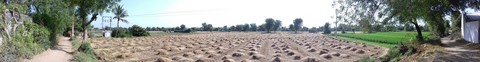 landscape wheat field.