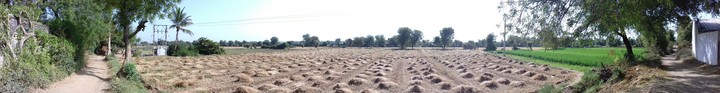 landscape wheat field.