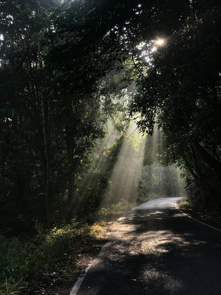 beautiful forest