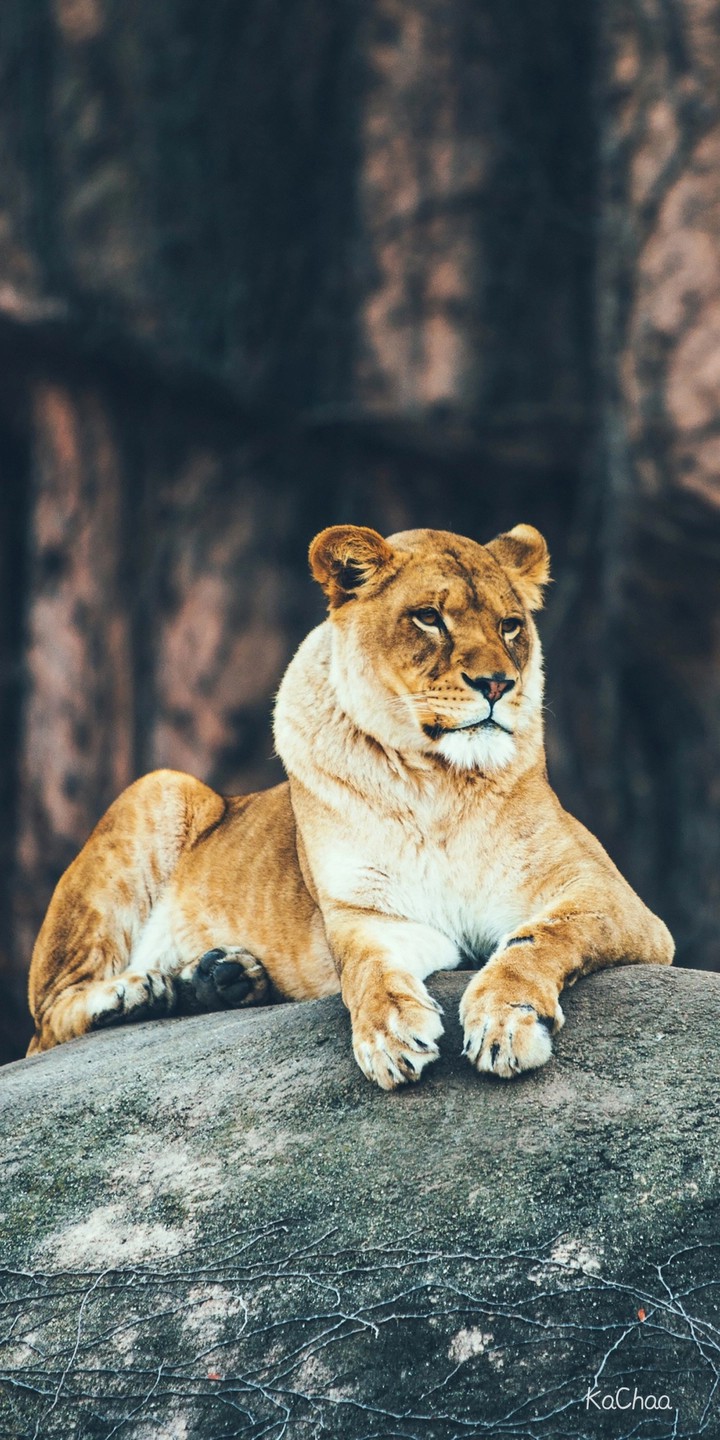 lion