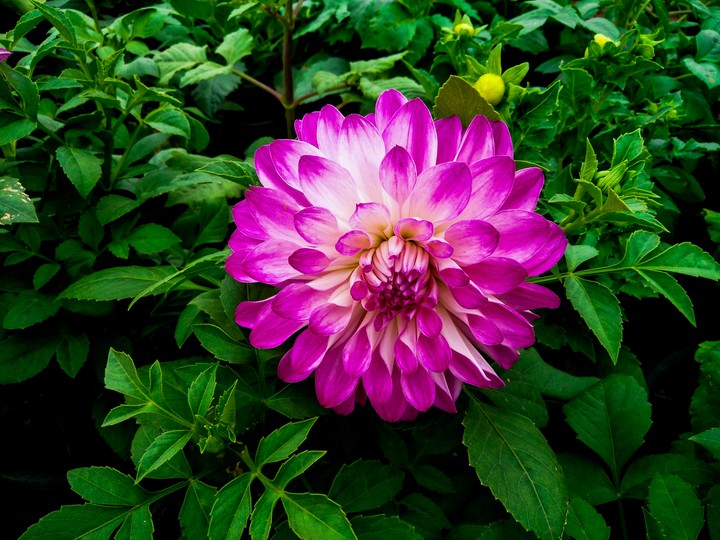 baeuty of nature