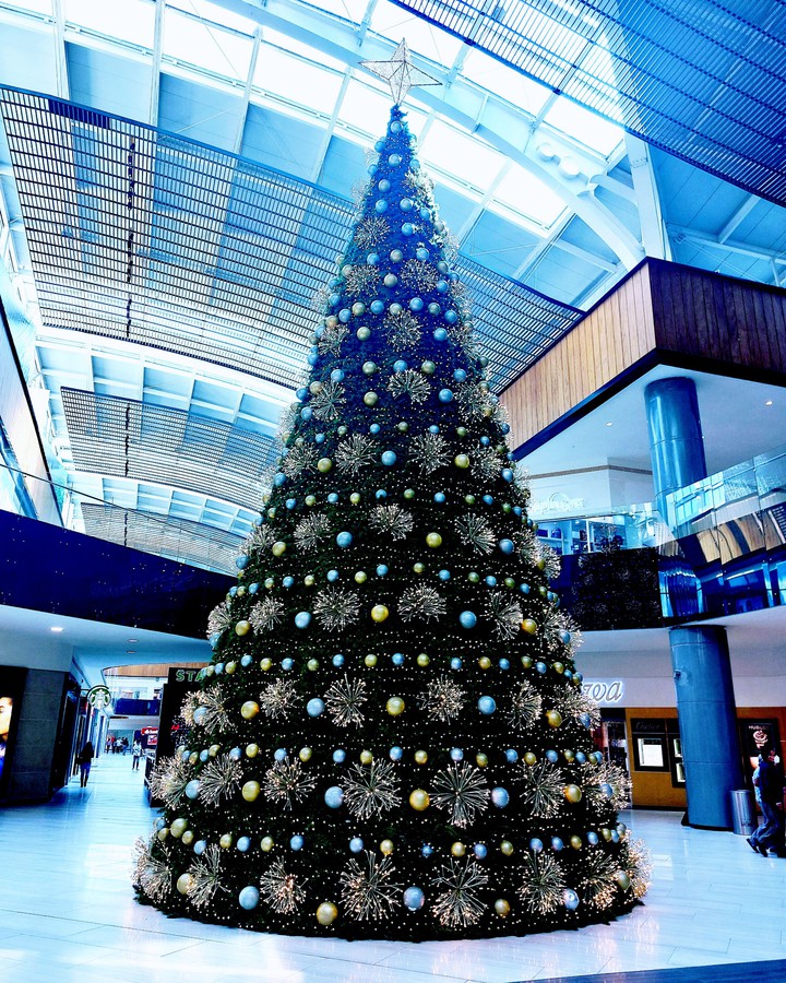 Pino de navidad valle oriente Monterrey Nuevo León México