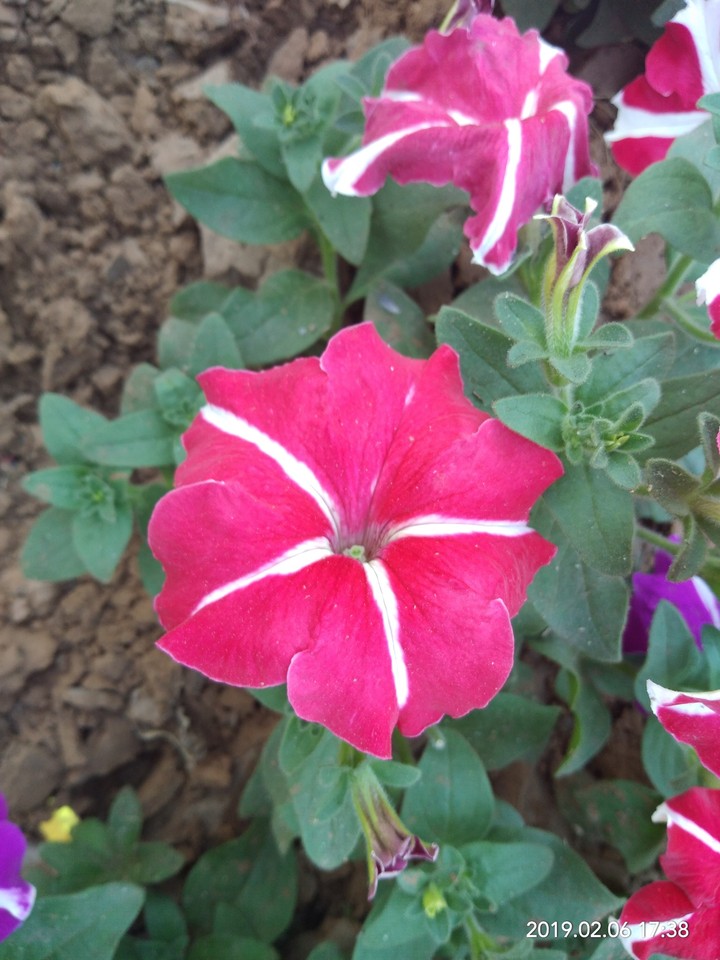 Flowers
