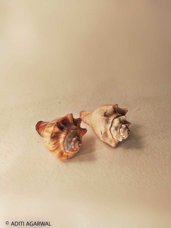 conch of india