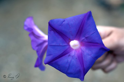 Flowers don’t tell, they show.