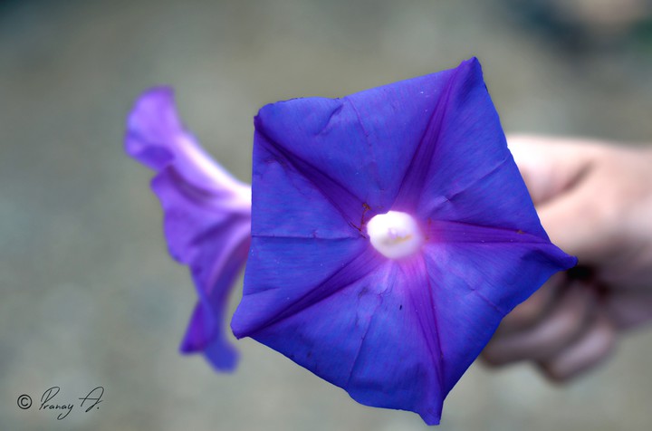 Flowers don’t tell, they show.