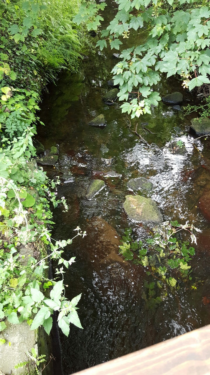 Stream