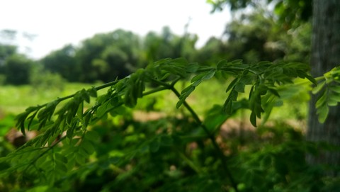 leafy