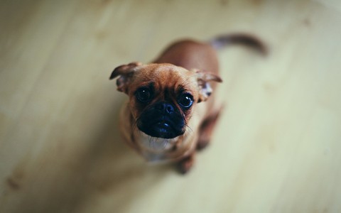 fonds d'écran snout, dog