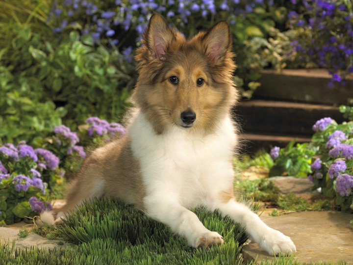 Lounging Sheltie