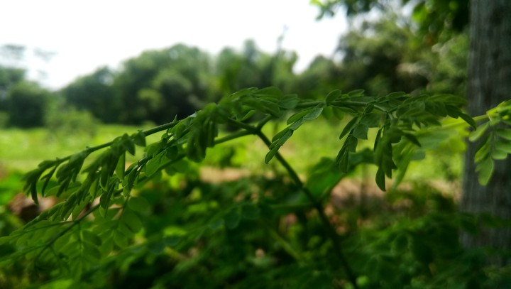 leafy