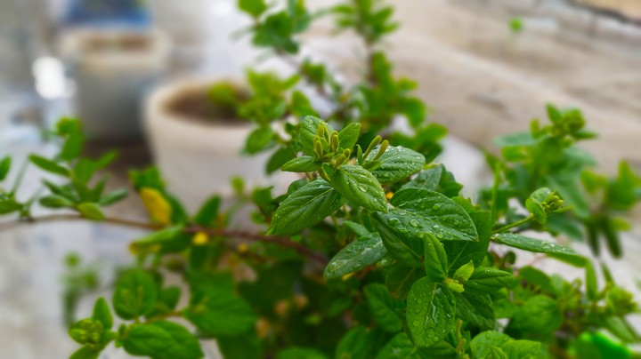 plant