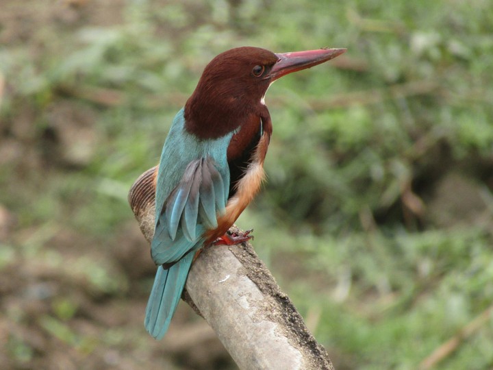bird