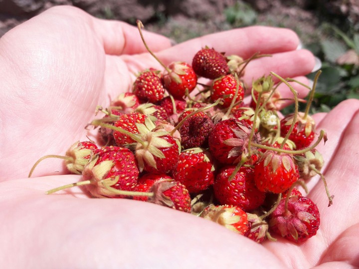 strawberry