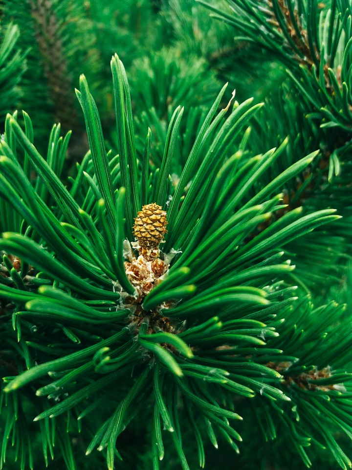 green