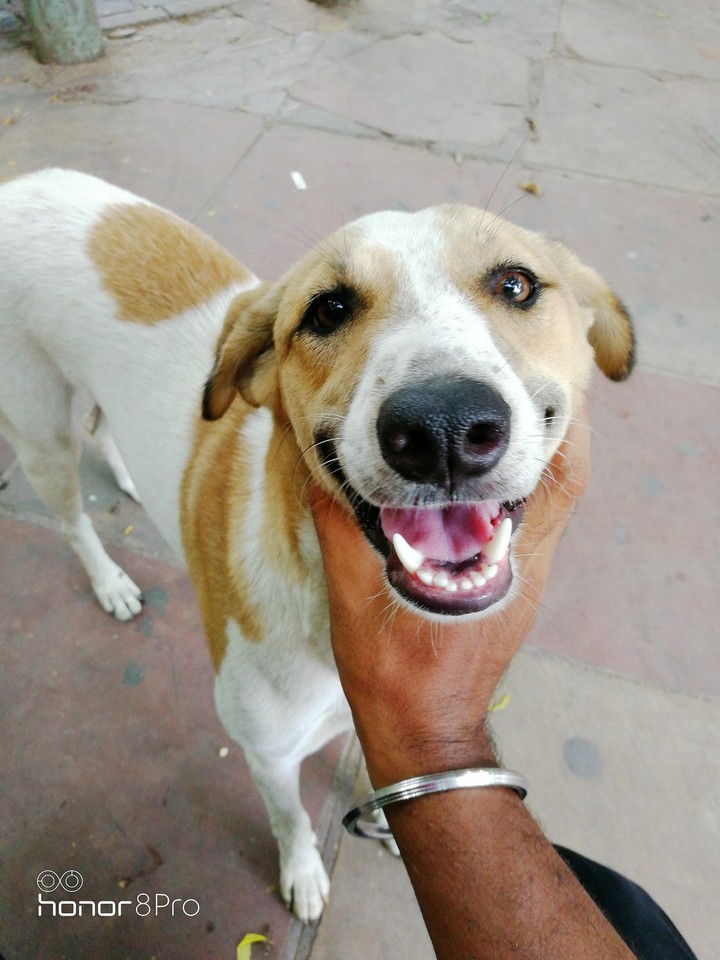 dog