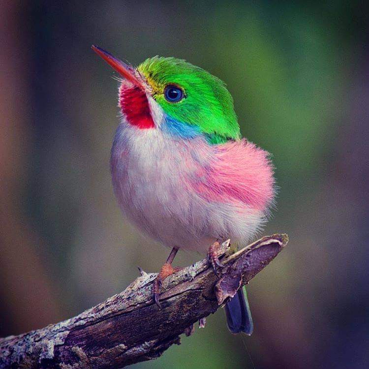 birdie