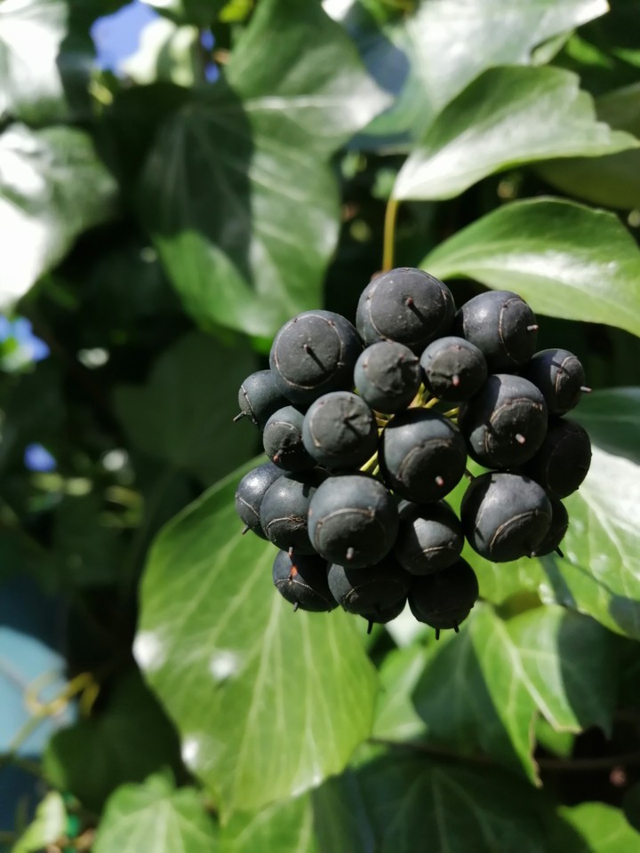 plant
