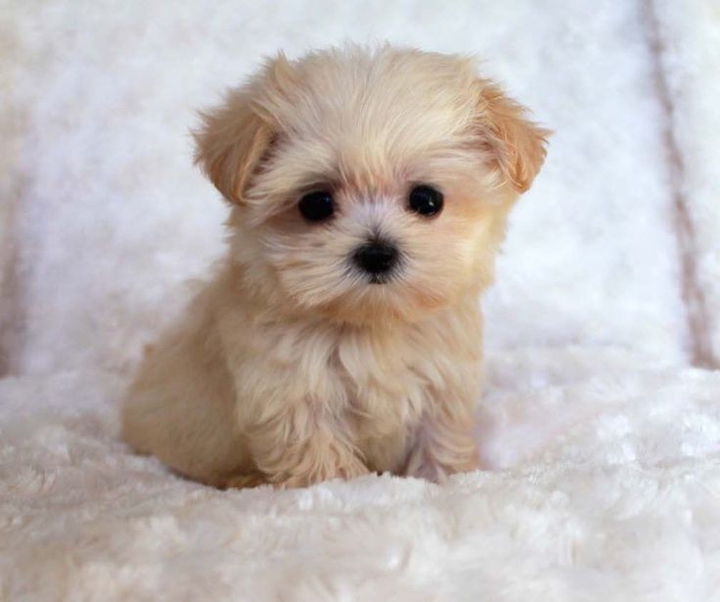 Cute puppy