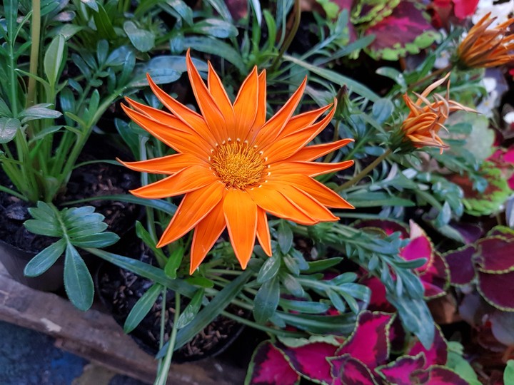 hermosa flor naranja