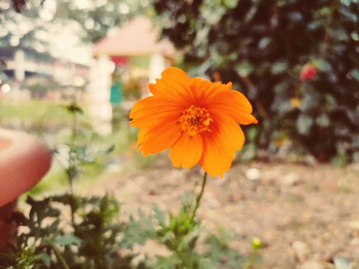 #flower