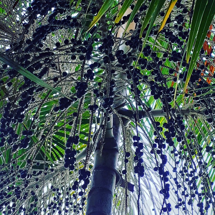 açaí