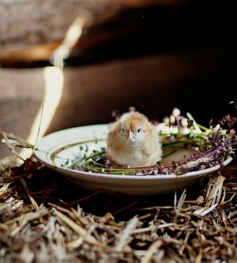 rodent, muroidea háttérképek