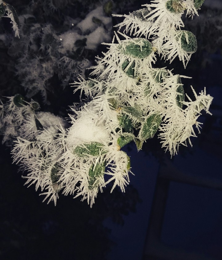 flora